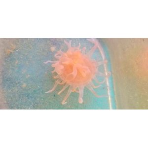 画像: 深海産イソギンチャク02（熊野灘産）…種不明