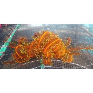 画像: ハナウミシダ(オレンジ)
