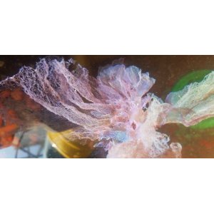 画像: ★☆★上品綺麗・・アヤニシキ（1セット）