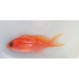 画像: 《近海産海水魚》☆★☆熊野灘産ナガハナダイ幼魚（激珍サイズ）