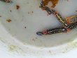 画像6: 《近海産甲殻類》アオウミウシ…当店ハンドコート採取