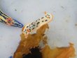 画像10: 《近海産甲殻類》シロウミウシ…当店ハンドコート採取