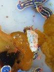 画像4: 《近海産甲殻類》サラサウミウシ…当店ハンドコート採取