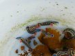 画像7: 《近海産甲殻類》アオウミウシ…当店ハンドコート採取