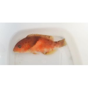 画像: 《近海産海水魚》イラ（Mサイズ）☆☆綺麗☆☆・・・ハンドコート採取