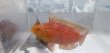 画像7: 《近海産海水魚》オハグロベラ（雄個体）激美…ハンドコート採取