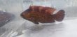 画像8: 《近海産海水魚》オハグロベラ（雄個体）激美…ハンドコート採取