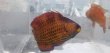 画像12: 《近海産海水魚》オハグロベラ（雄個体）激美…ハンドコート採取