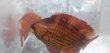 画像9: 《近海産海水魚》オハグロベラ（雄個体）激美…ハンドコート採取