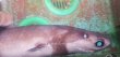 画像4: 《外洋性深海魚》冷凍ダルマザメ（25〜30センチ前後）…ハンドコート