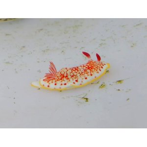 画像: 《近海産甲殻類》サラサウミウシ…当店ハンドコート採取