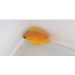 画像: 《近海産海水魚》コガネスズメダイ（Sサイズ）…ハンドコート採取