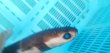 画像1: 《外洋性深海魚》☆★☆冷凍ダルマザメ（30センチ前後）