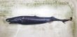 画像4: 《外洋性深海魚》【ウルトラレア】冷凍ワニグチツノザメ（40センチ±）・・・画像の個体です