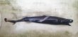 画像2: 《外洋性深海魚》【ウルトラレア】冷凍ワニグチツノザメ（40センチ±）・・・画像の個体です