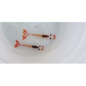 画像: エビの仲間(1匹)…種不明