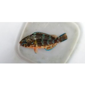 画像: 《近海産海水魚》ヒブダイ（Sサイズ）…ハンドコート