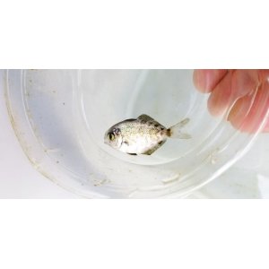 画像: 《外洋性海水魚》スジハナビラウオ幼魚？(未同定)‥近海採取