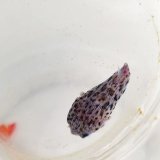 画像: 《近海産海水魚》ハリセンボン科の幼魚（ヤセハリセンボン？）…当店ハンドコート採取