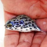 画像: 《近海産海水魚》【外洋捕獲】☆★☆ハリセンボン科幼魚（ヤセハリセンボン？）のカラーバリエーション…ハンドコート採取