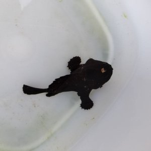 画像: 《近海産海水魚》カエルアンコウ（SMサイズ）