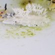 画像2: 《近海産海洋生物》ユビノウハナガサウミウシ…当店ハンドコート採取