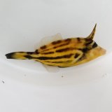 画像: 《近海産海水魚》メガネウマヅラハギ（Mサイズ）…ハンドコート採取