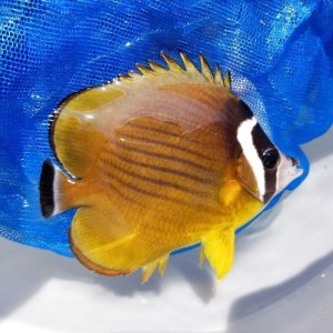 画像: 《近海産海水魚》ツキチョウチョウウオ（長期ストック状態良）…当店ハンドコート採取