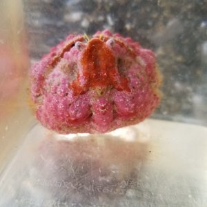 画像: コブカラッパ（甲幅約3センチ）