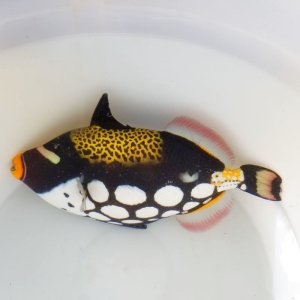 画像: 《近海産海水魚》☆☆☆モンガラカワハギ（ホンモンガラ）Lサイズ…近海ハンドコート採取