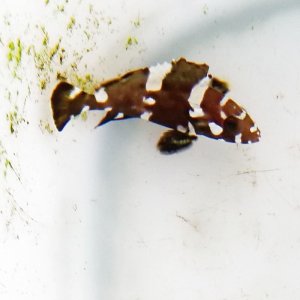 画像: 《近海産》シロブチハタ幼魚（珍）…ハンドコート採取