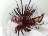 画像: 《近海産海水魚》ハナミノカサゴ（2Lサイズのフリー個体）…ハンドコート採取
