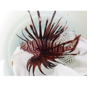 画像: 《近海産海水魚》ハナミノカサゴ（2Lサイズのフリー個体）…ハンドコート採取