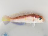 画像: 《近海産海水魚》☆★状態極上★☆アカアマダイ(レアサイズ)…☆餌食ってます☆ハンドコート採取