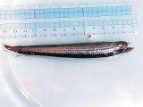 画像: 《近海産深海魚》ワニトカゲギス目の1種？…冷凍商品