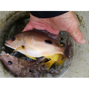 海水魚 海洋生物 アクアマリンズ 販売 通販 卸 小売 Page 2