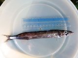 画像: 《近海産深海魚》クロタチカマス科の1種？…冷凍商品