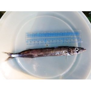 画像: 《近海産深海魚》クロタチカマス科の1種？…冷凍商品