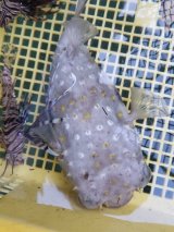 近海産・海水魚・甲殻類・海洋生物を全国に発送 (Page 7)