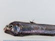 画像5: 《近海産深海魚》ワニトカゲ目の1種…ホウライエソ？(冷凍個体)