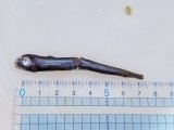 画像: 《近海産深海魚》ワニトカゲ目の1種…ホウライエソ？(冷凍個体)…胴体損傷有り