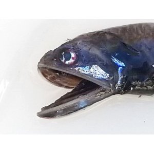 画像: 《近海産深海魚》ハダカイワシ科の1種（冷凍個体）