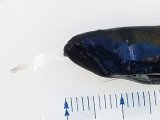 画像: 《近海産深海魚》トカゲハダカ科の1種？（フタツボシエソ？）（冷凍個体）