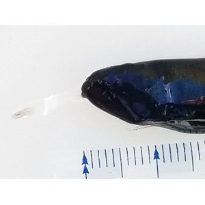 画像: 《近海産深海魚》トカゲハダカ科の1種？（フタツボシエソ？）（冷凍個体）