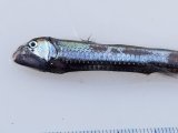 画像: 《近海産深海魚》ワニトカゲ目の1種…ホウライエソ？(冷凍個体)