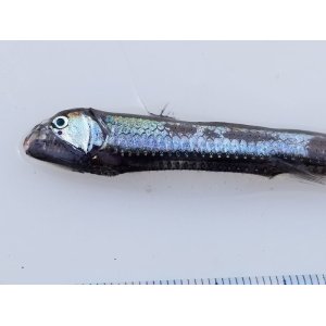 画像: 《近海産深海魚》ワニトカゲ目の1種…ホウライエソ？(冷凍個体)