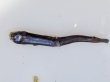 画像5: 《近海産深海魚》ワニトカゲ目の1種…ホウライエソ？(冷凍個体)…胴体損傷有り