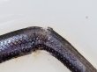 画像4: 《近海産深海魚》ワニトカゲ目の1種…ホウライエソ？(冷凍個体)…胴体損傷有り