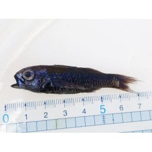 画像: 《近海産深海魚》クシスミクイウオ科の1種（ナミトゲスミクイウオ？）（冷凍個体）