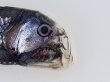 画像2: 《近海産深海魚》ワニトカゲ目の1種…ホウライエソ？(冷凍個体)…胴体損傷有り